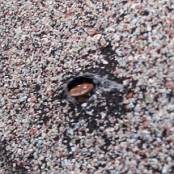 #11 A shingle nail fastener is working its way through the top shingle, allowing water to enter the structure. This type of damage is commonly referred to as a “nail pop”.